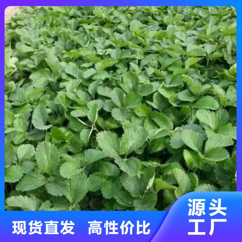 【草莓苗 青苹果树苗质量检测】