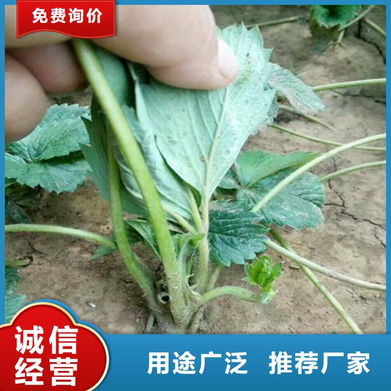 【草莓苗】甜柿子树苗严选用料