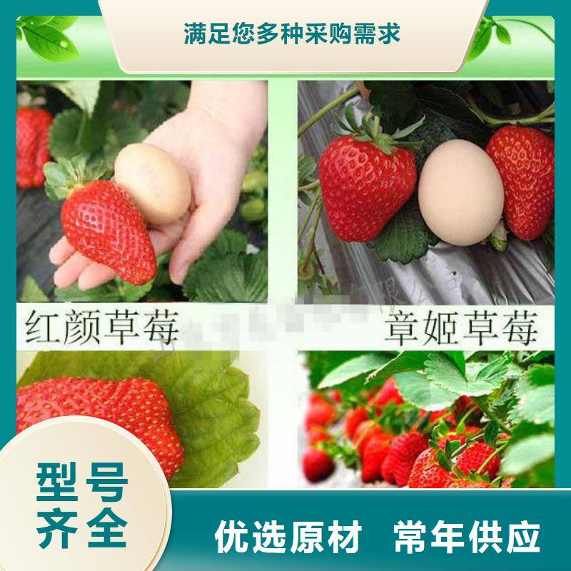 【草莓苗 油桃树苗精选优质材料】