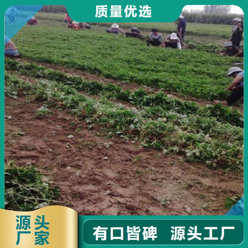 【草莓苗】花椒树苗严格把关质量放心