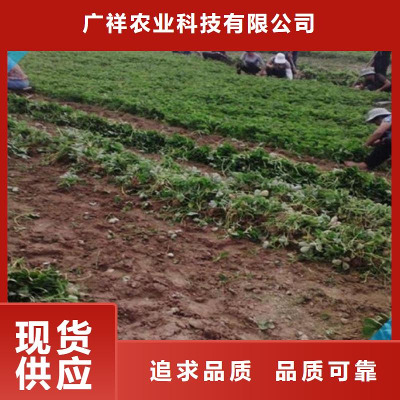 【草莓苗】无花果树苗免费获取报价