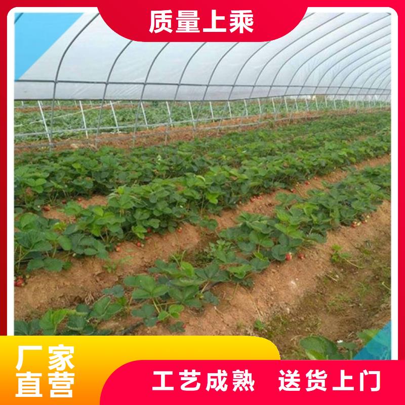 【草莓苗】甜柿子树苗严选用料