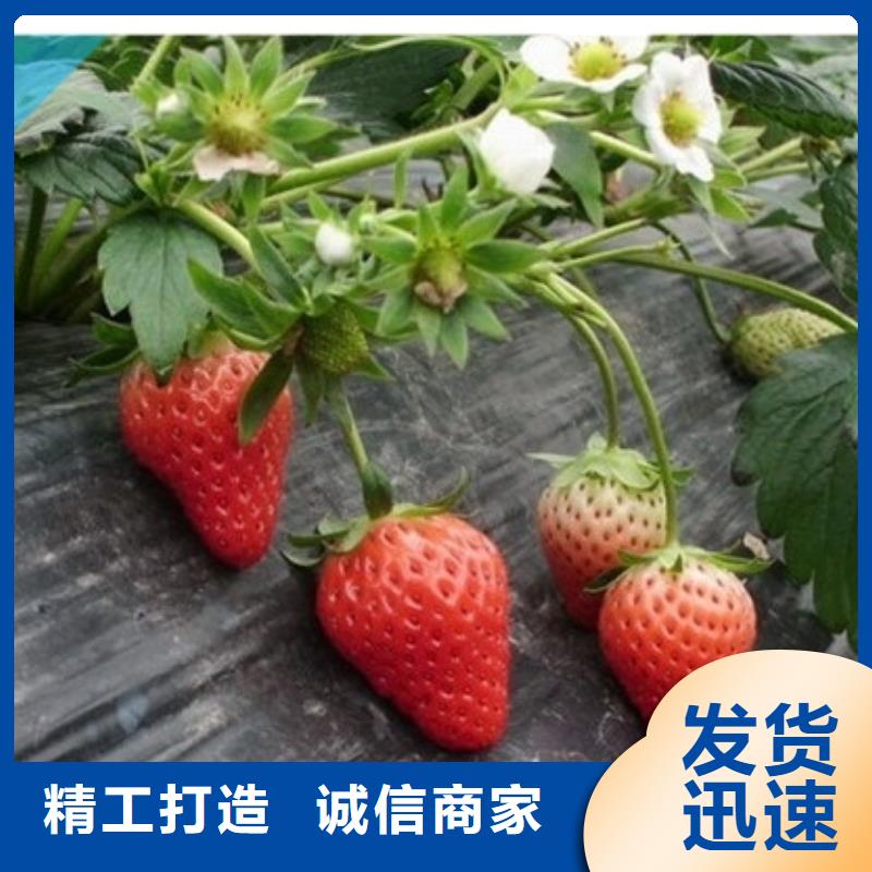 【草莓苗桃树苗基地用的放心】