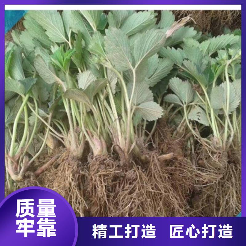 【草莓苗桃树苗追求细节品质】