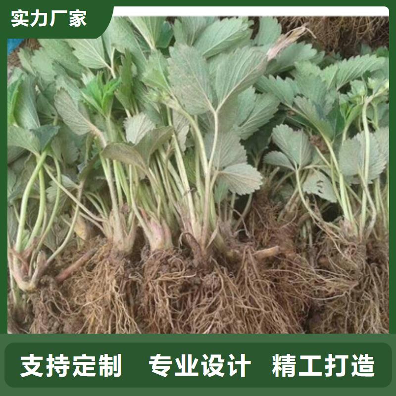 草莓苗白桃树苗源厂定制