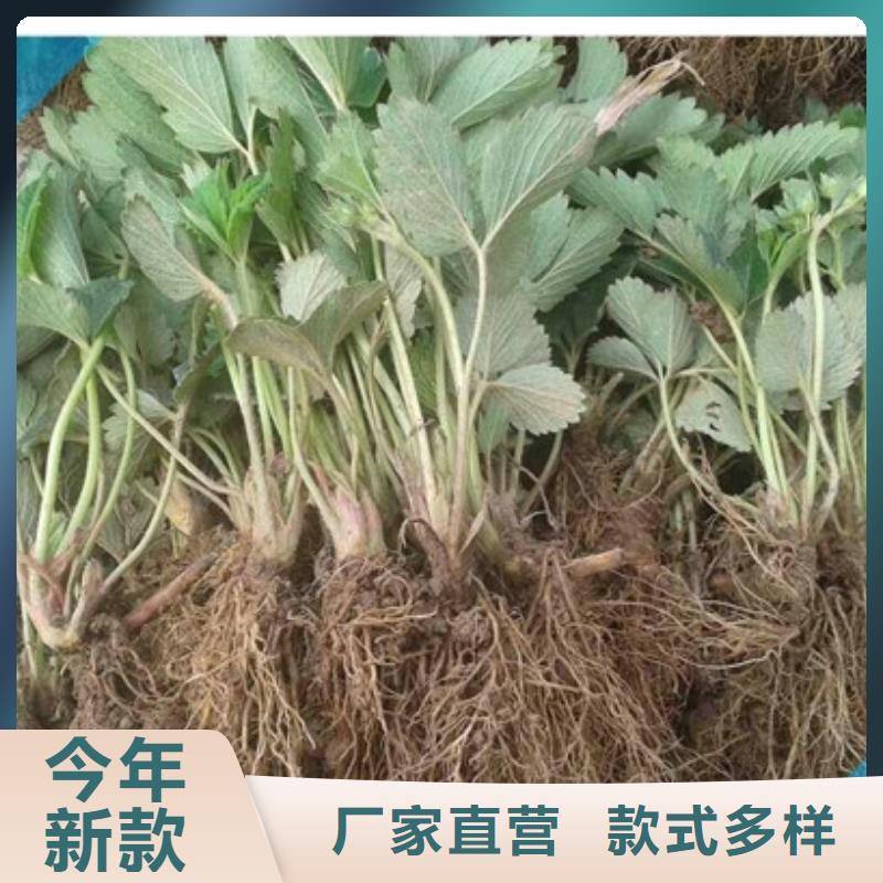 【草莓苗】-吉塞拉6号砧木一件也发货