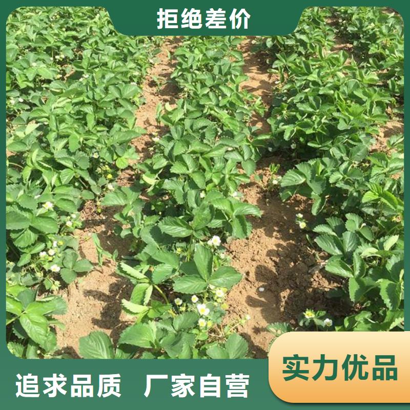 香野草莓苗价格免费咨询