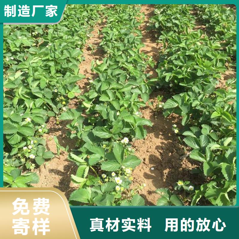 草莓苗-樱桃苗基地专业按需定制