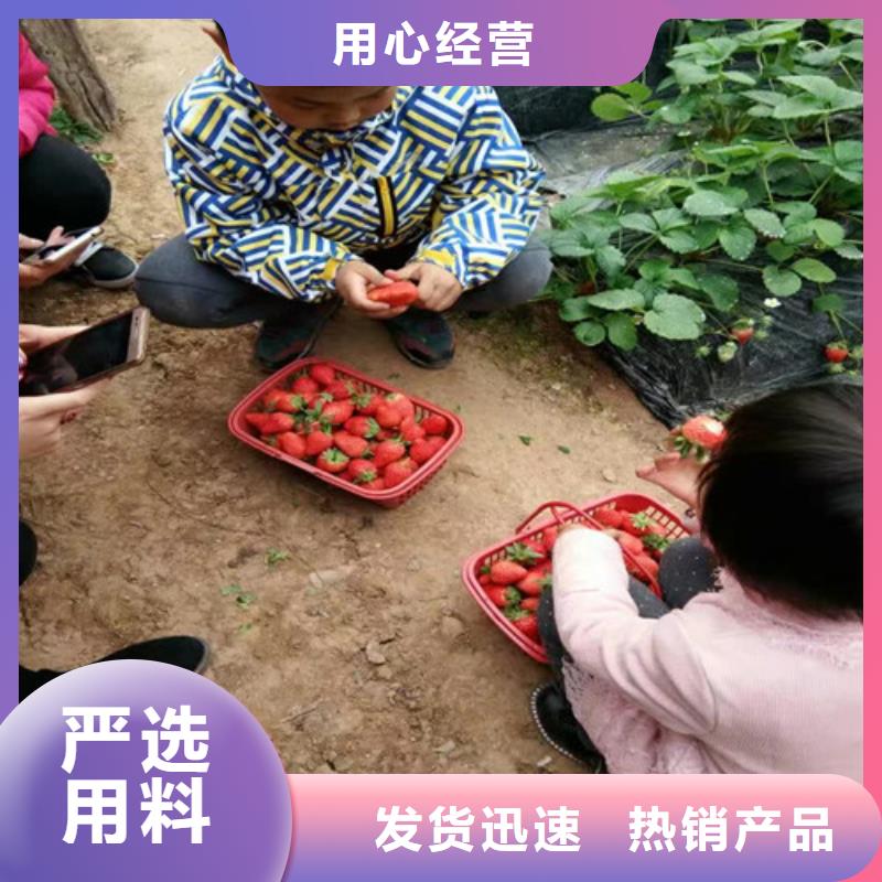 草莓苗,【大棚草莓苗】货源足质量好