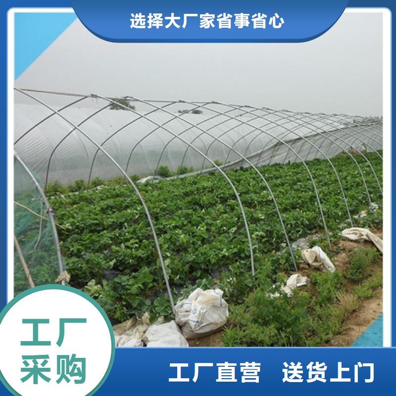 【草莓苗】桃树苗基地出厂价