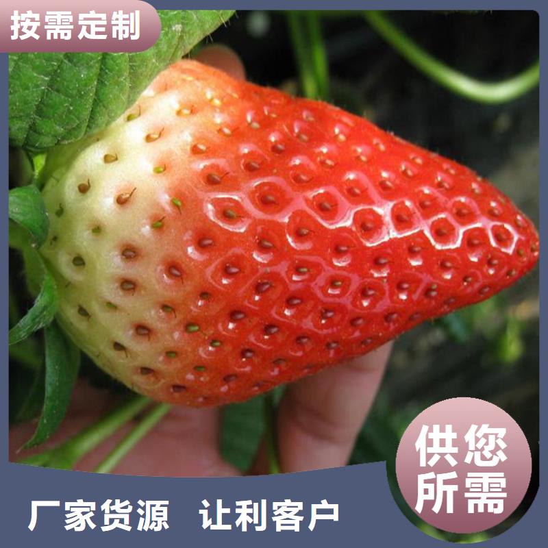 草莓苗【大棚草莓苗】诚信经营