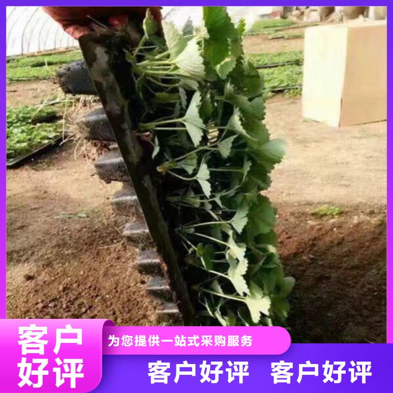 【草莓苗】果树苗生产经验丰富