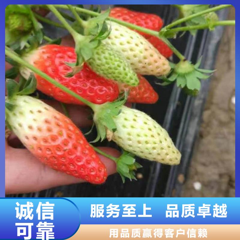 草莓苗_草莓厂家直销安全放心