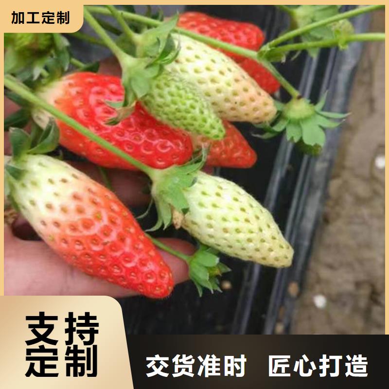 巧克力草莓苗种植地区