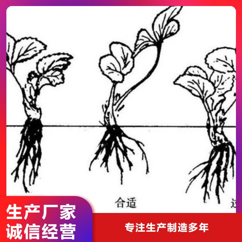 【草莓苗】-胭脂脆桃树苗可零售可批发