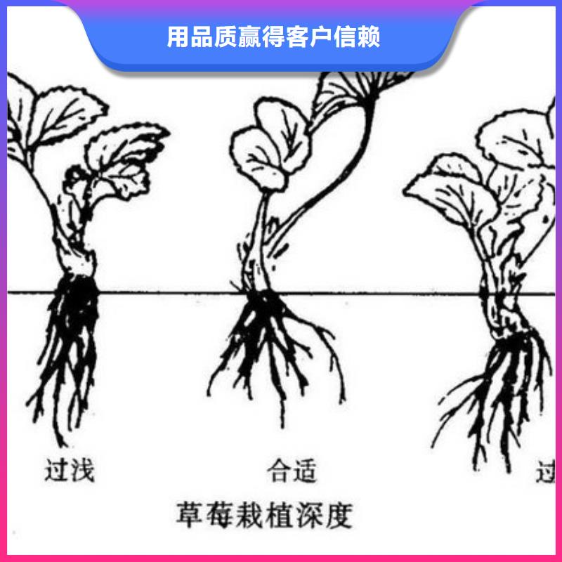 草莓苗大棚草莓苗24小时下单发货