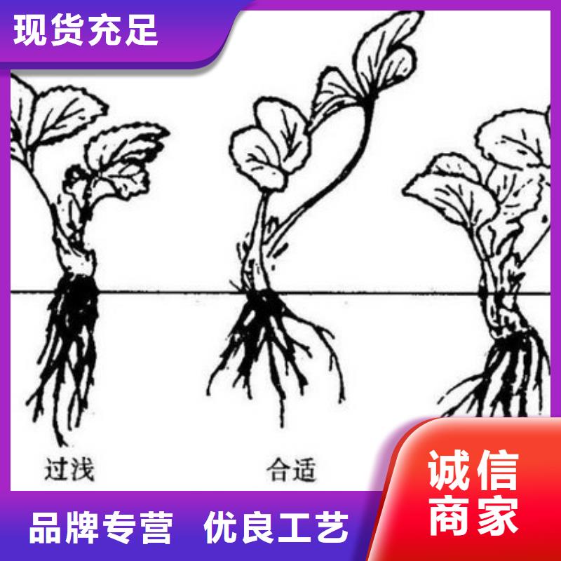 【草莓苗蜂糖李子树苗拥有核心技术优势】