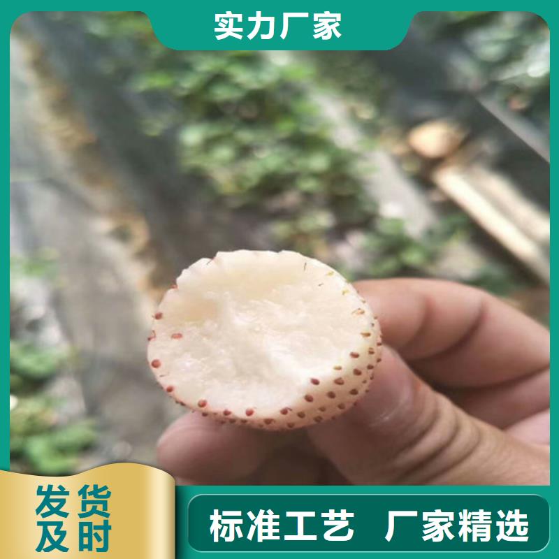 草莓苗板栗苗好品质用的放心