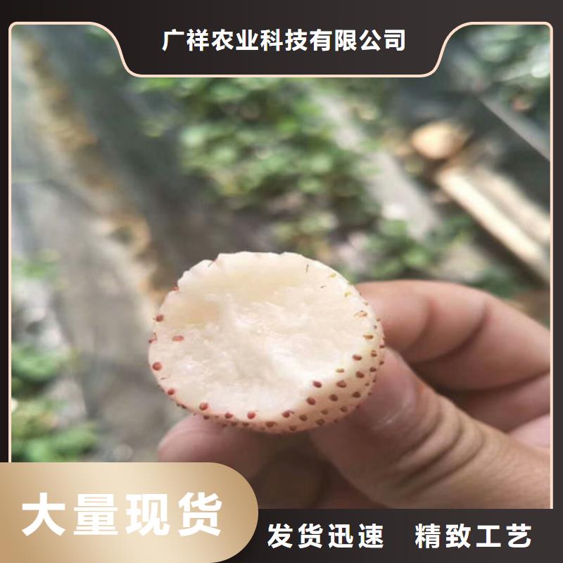 草莓苗草莓苗价格行业优选