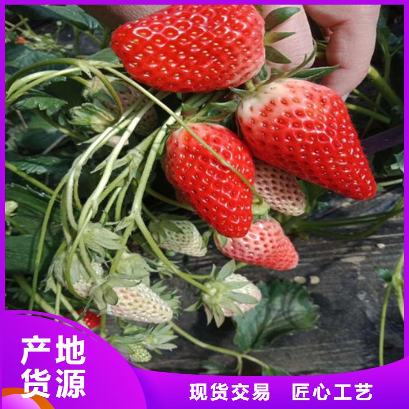 草莓苗_【大棚草莓苗】优势