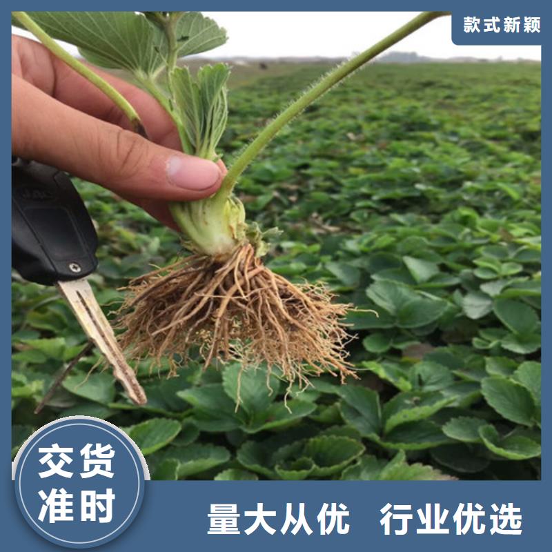 草莓苗【苹果苗】厂家现货供应