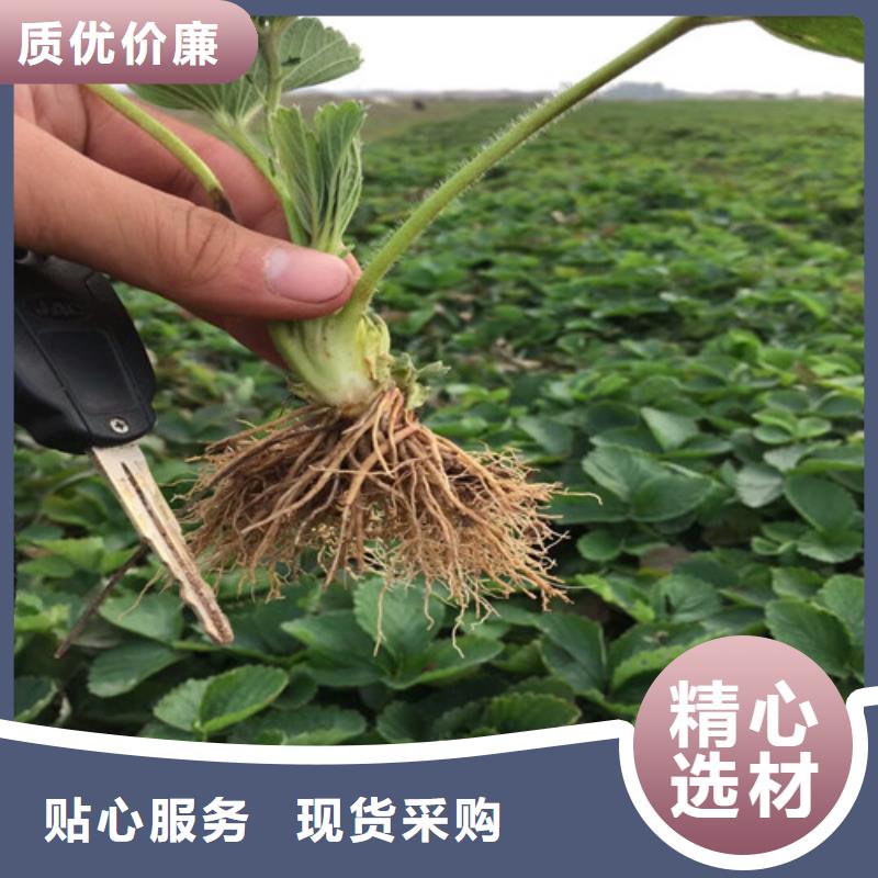 一年生菠萝草莓苗，菠萝草莓苗2024年报价