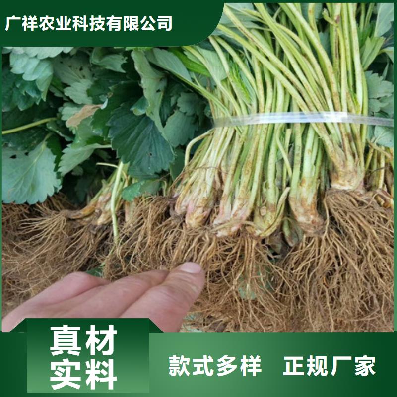 艳丽草莓苗便宜价格