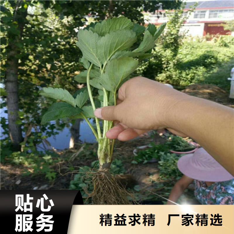 草莓苗 梨树苗基地多种规格供您选择