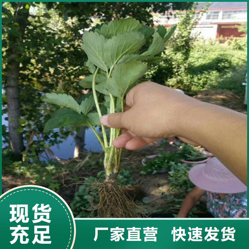 白草莓苗培育