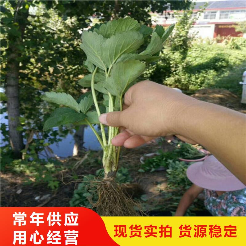 草莓苗-果树苗批发基地厂家实力大