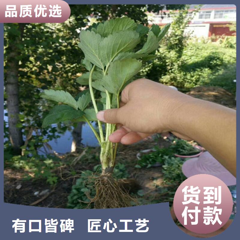 【草莓苗】花椒树苗严格把关质量放心