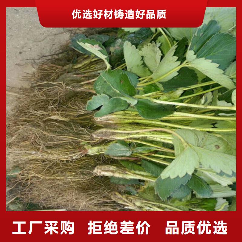 当地红99草莓苗生产厂商