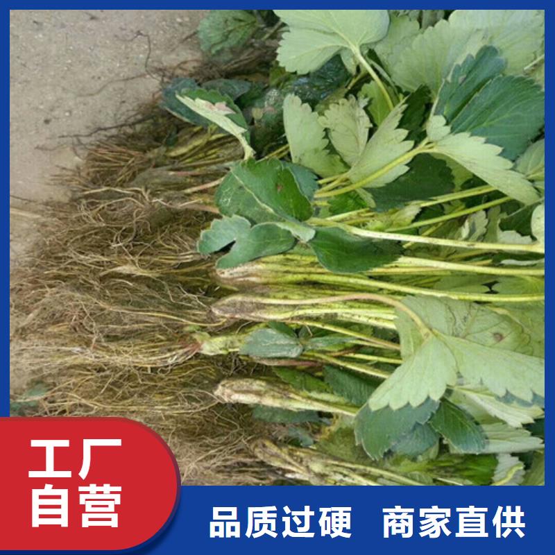 草莓苗【苹果苗】厂家现货供应