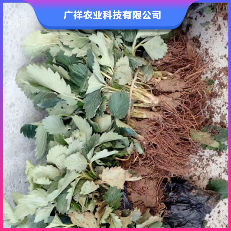 草莓苗【苹果苗】厂家现货供应