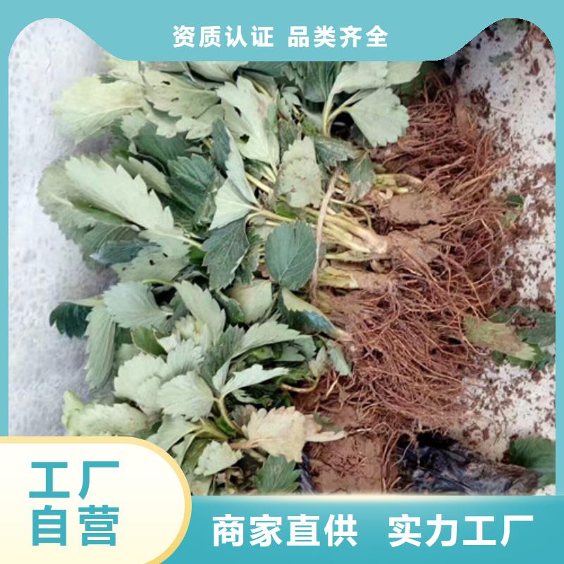 草莓苗红颜草莓重信誉厂家