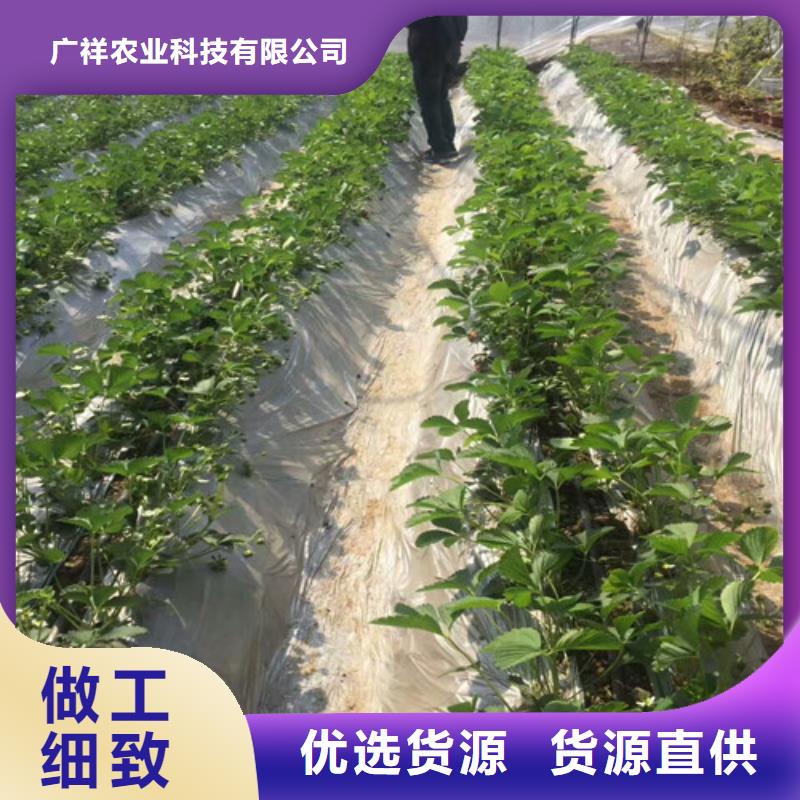 草莓苗草莓苗价格质量层层把关