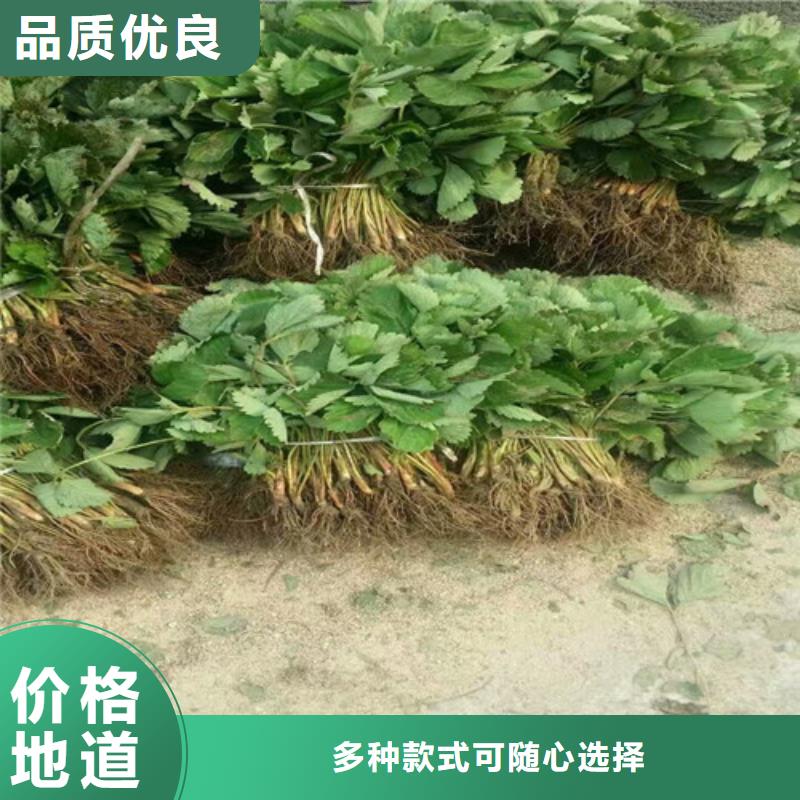 草莓苗草莓苗价格实力才是硬道理