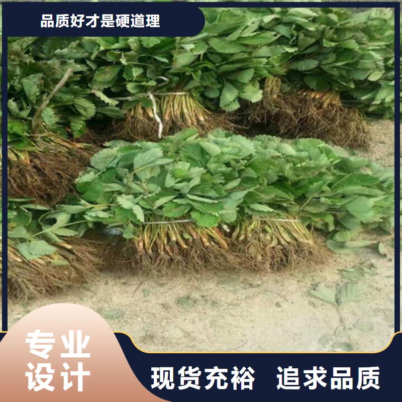 草莓苗【黄金苹果树苗基地】专业信赖厂家