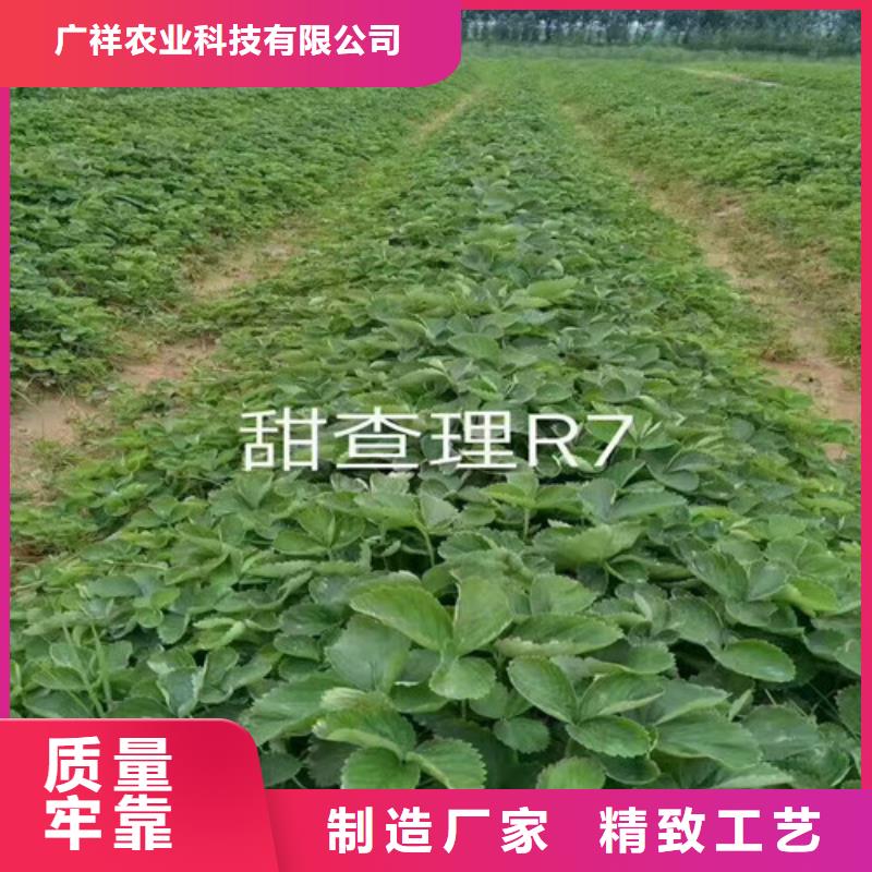 【草莓苗油桃树苗质优价廉】