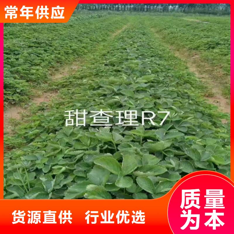 草莓苗,冬桃树苗货源足质量好