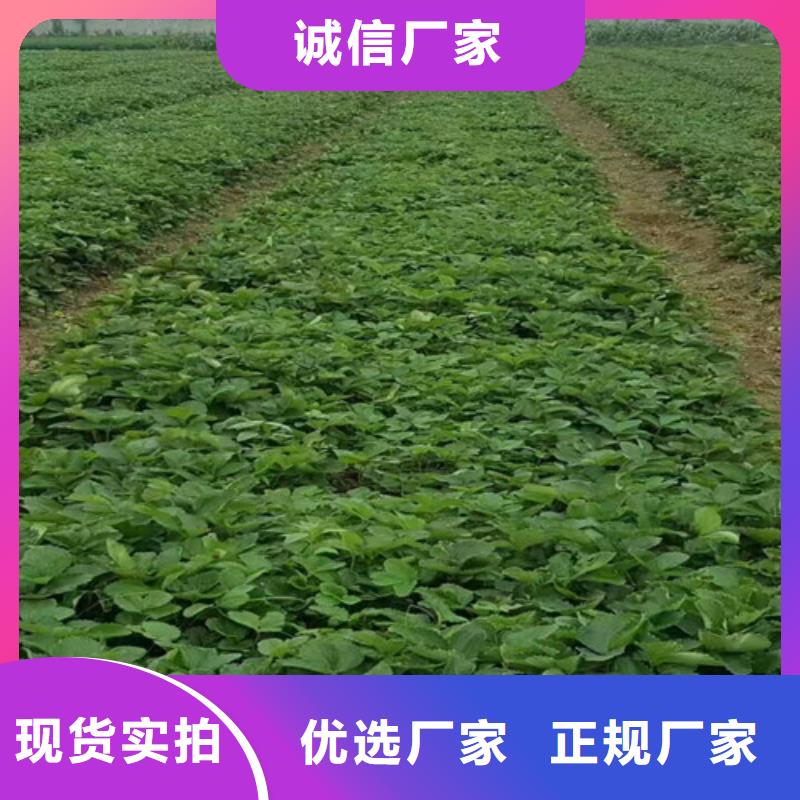 【草莓苗胭脂脆桃树苗源头厂家】