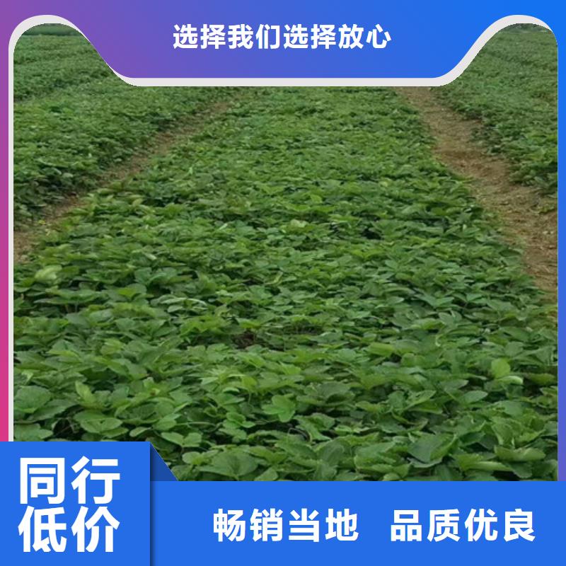 草莓苗柱状梨树苗用心做好每一件产品