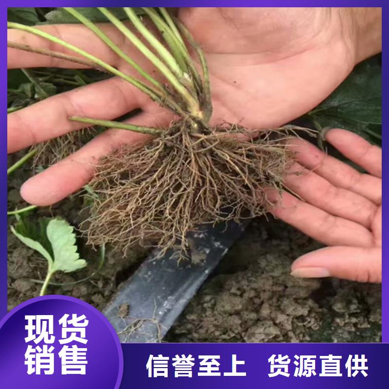 草莓苗-葡萄苗严格把关质量放心