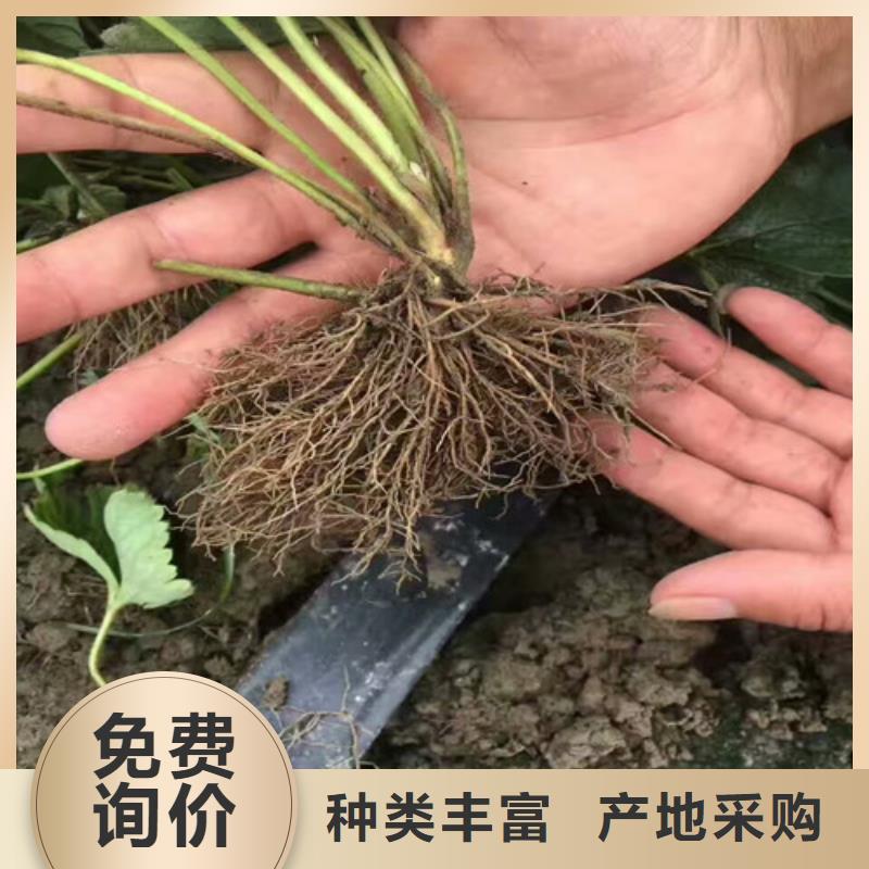 草莓苗_【果树苗批发基地】厂家现货供应