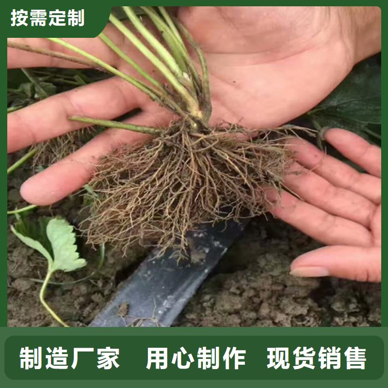 草莓苗冬桃树苗现货充足量大优惠