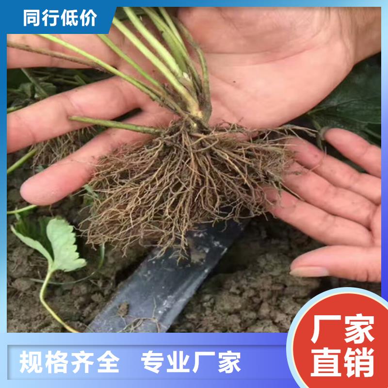 草莓苗白桃树苗把实惠留给您