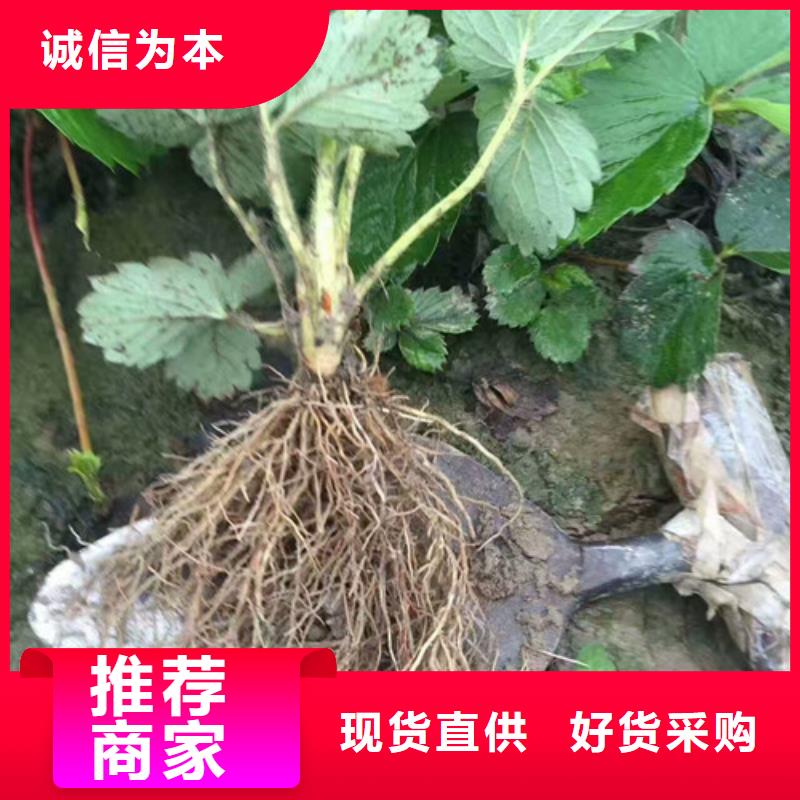 红颜草莓苗种植条件