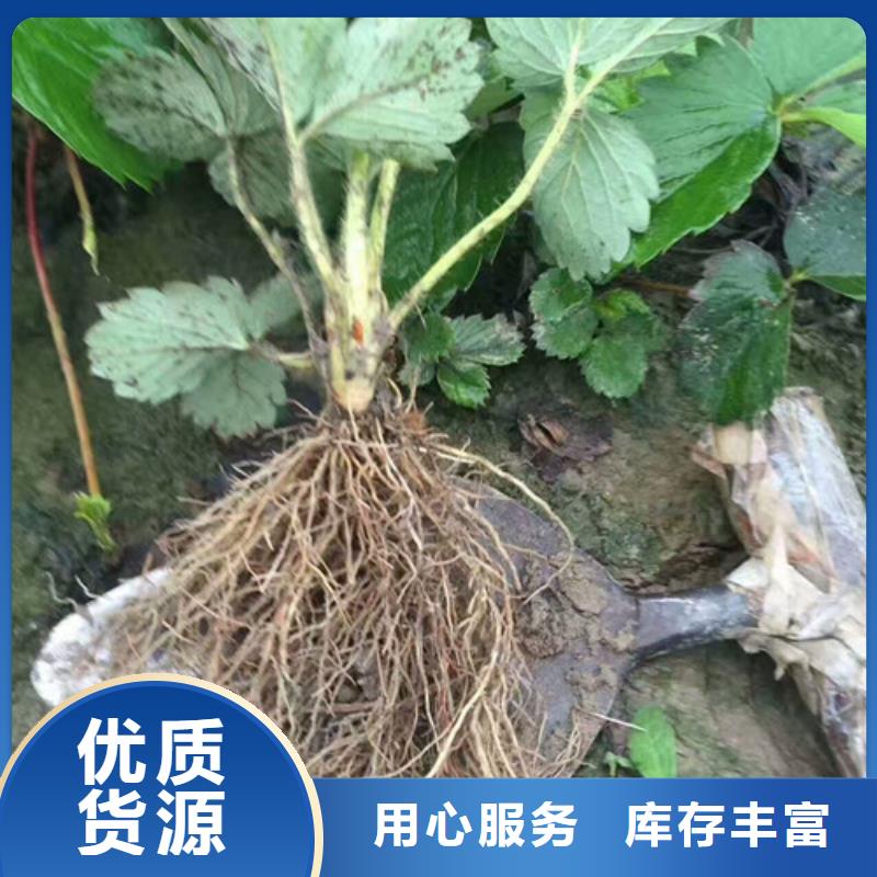 草莓苗【黄金苹果树苗基地】专业信赖厂家