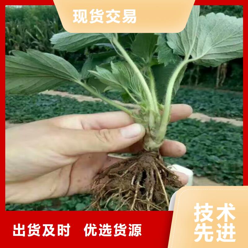 草莓苗_【大棚草莓苗】优势