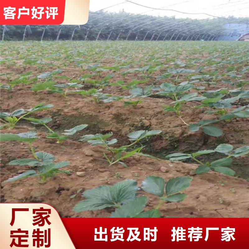 【草莓苗 油桃树苗精选优质材料】